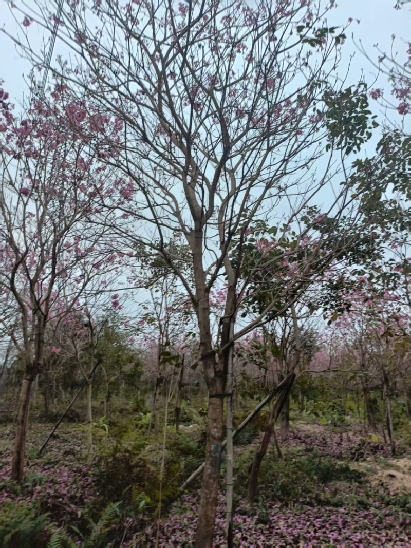 紫花风铃木2分～20分规格齐全量大电话联系