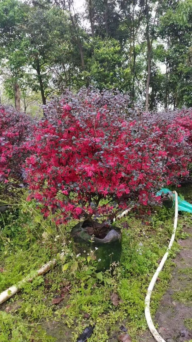 红继木8～2米苗木红继木量大优惠