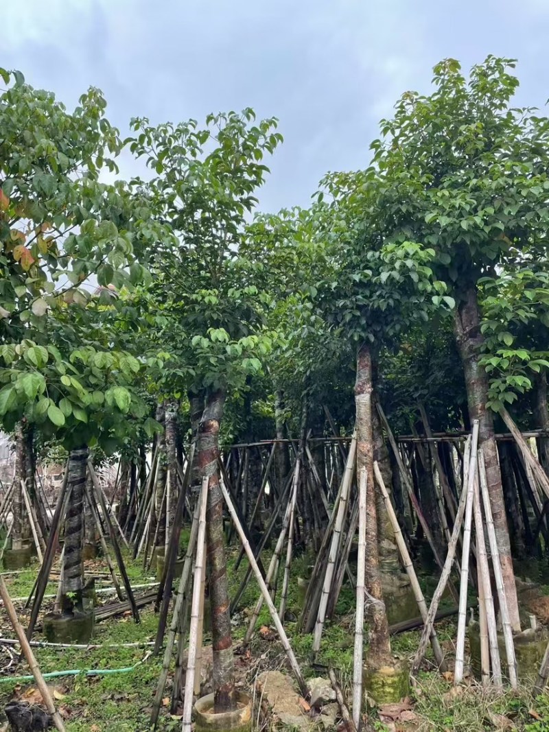 秋枫规格齐全看中电话联系洽谈诚信经营