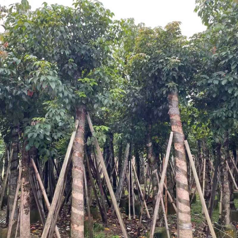 秋枫规格齐全看中电话联系洽谈诚信经营