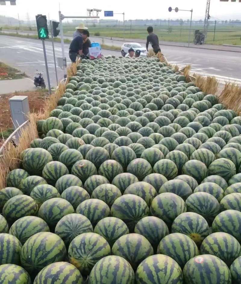 【推荐】甜王西瓜陕西蒲城甜王西瓜可对接各大商超电商平台