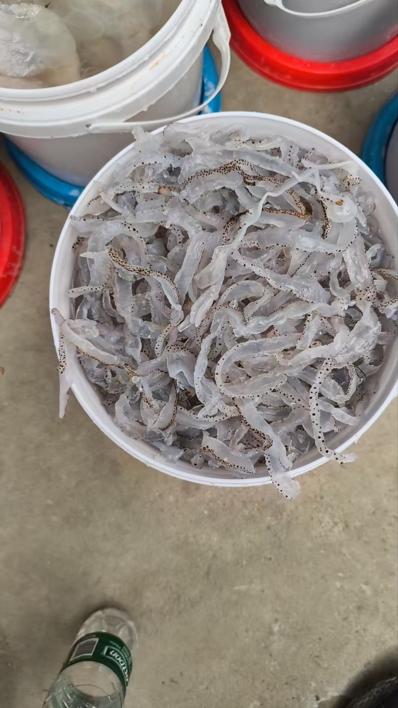 【海蜇丝】基地直发，全国供货，诚信经营，可视频看货