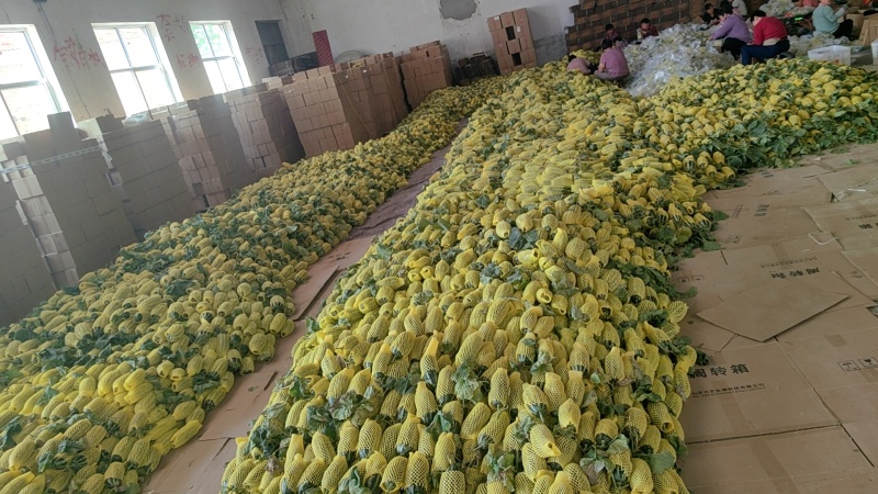 (实力商家）博洋九号，货源充足，包装齐全保质保量对接全国