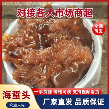 【海蜇头】厂家直发，品质保证，规格齐全可对接各大市场商超