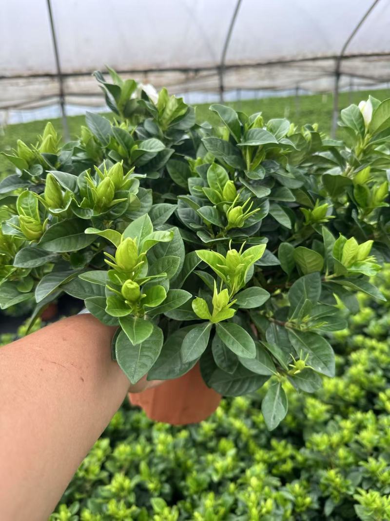 160杯栀子花基地直销