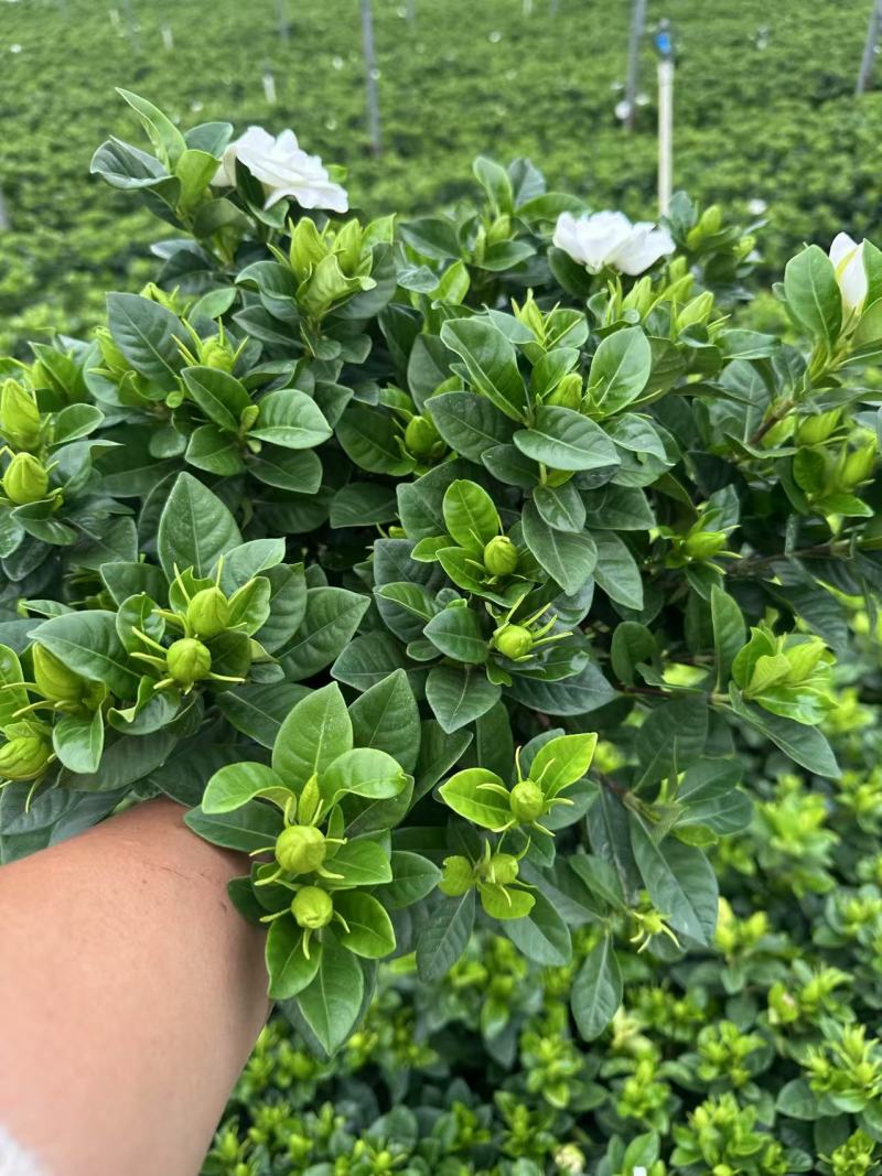 160杯栀子花基地直销