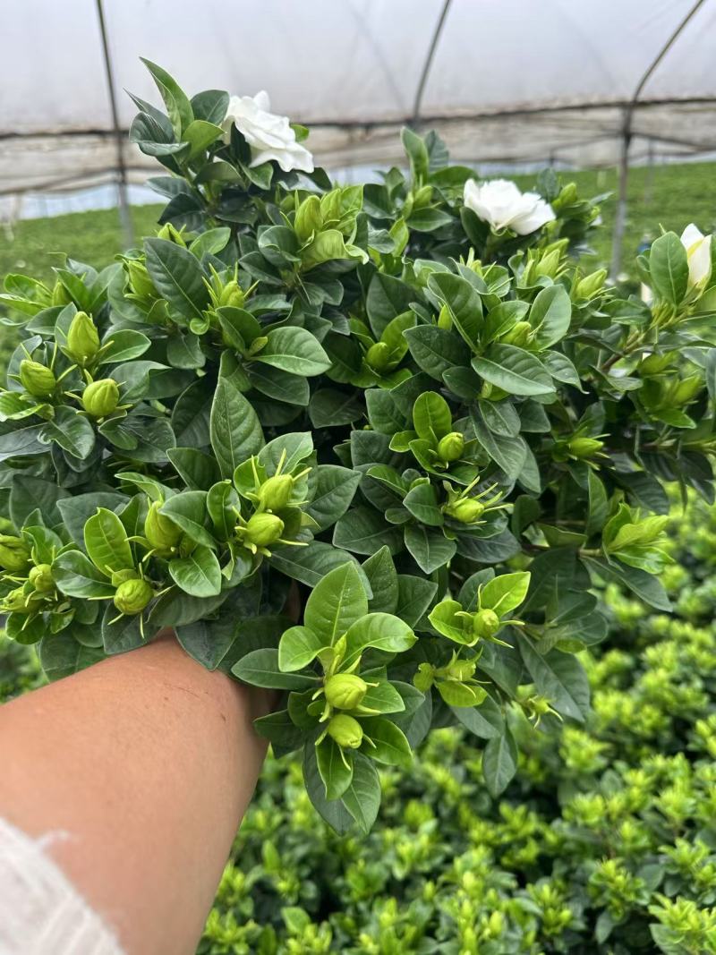 160杯栀子花基地直销