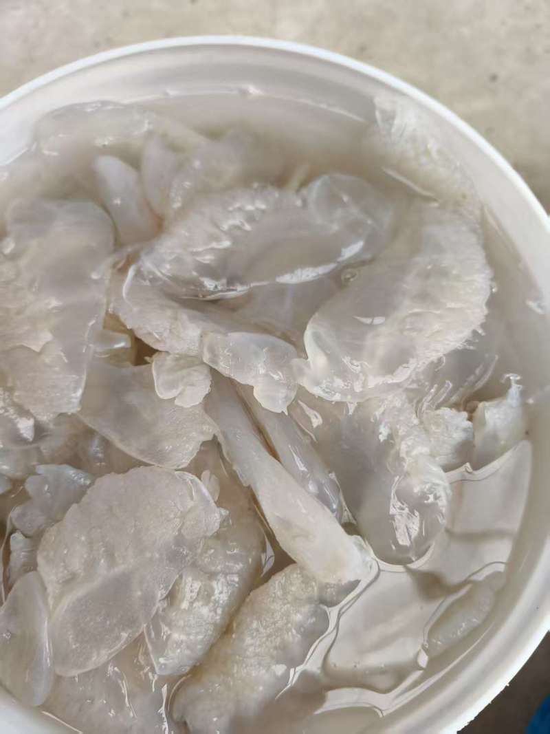 【海蜇头】厂家直发，品质保证，规格齐全可对接各大市场商超