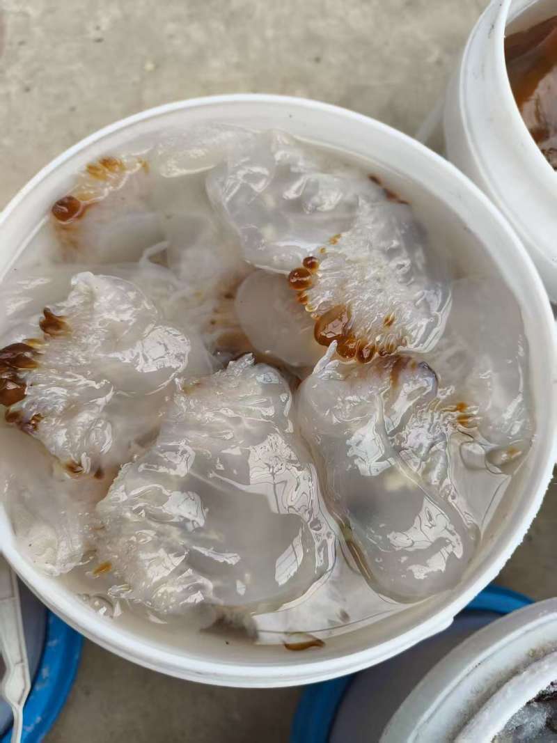 【海蜇头】厂家直发，品质保证，规格齐全可对接各大市场商超