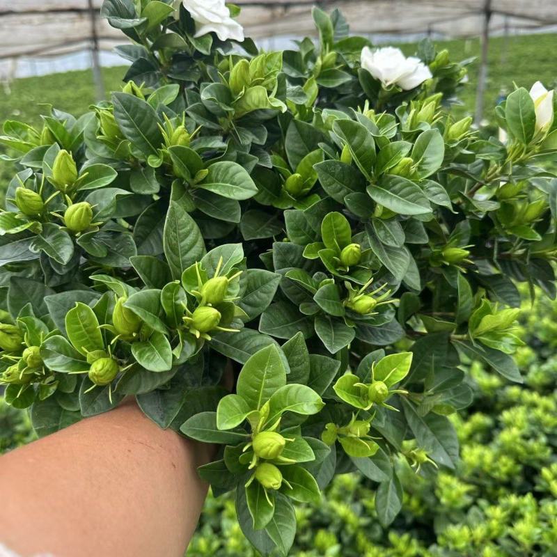 160杯栀子花基地直销