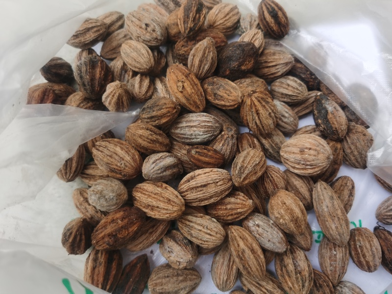 夏禹林农业珙桐（中华鸽子树）种子种籽基地直销