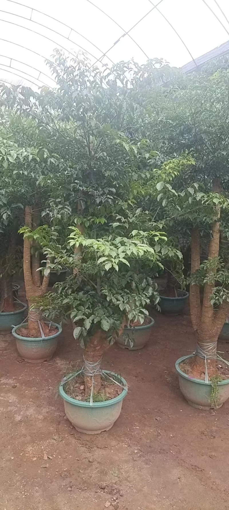 各种规格幸福树基地直销