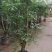 各种规格幸福树基地直销