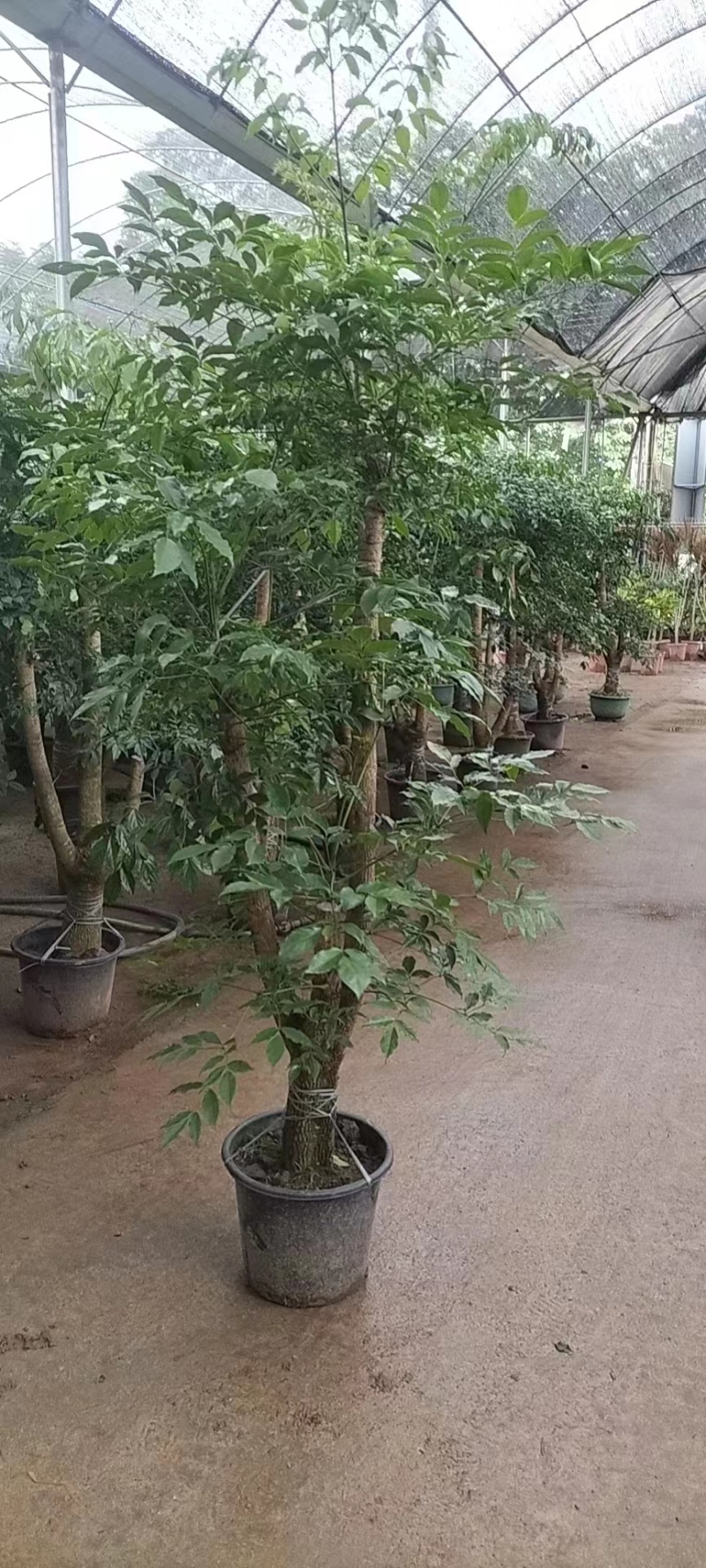 各种规格幸福树基地直销