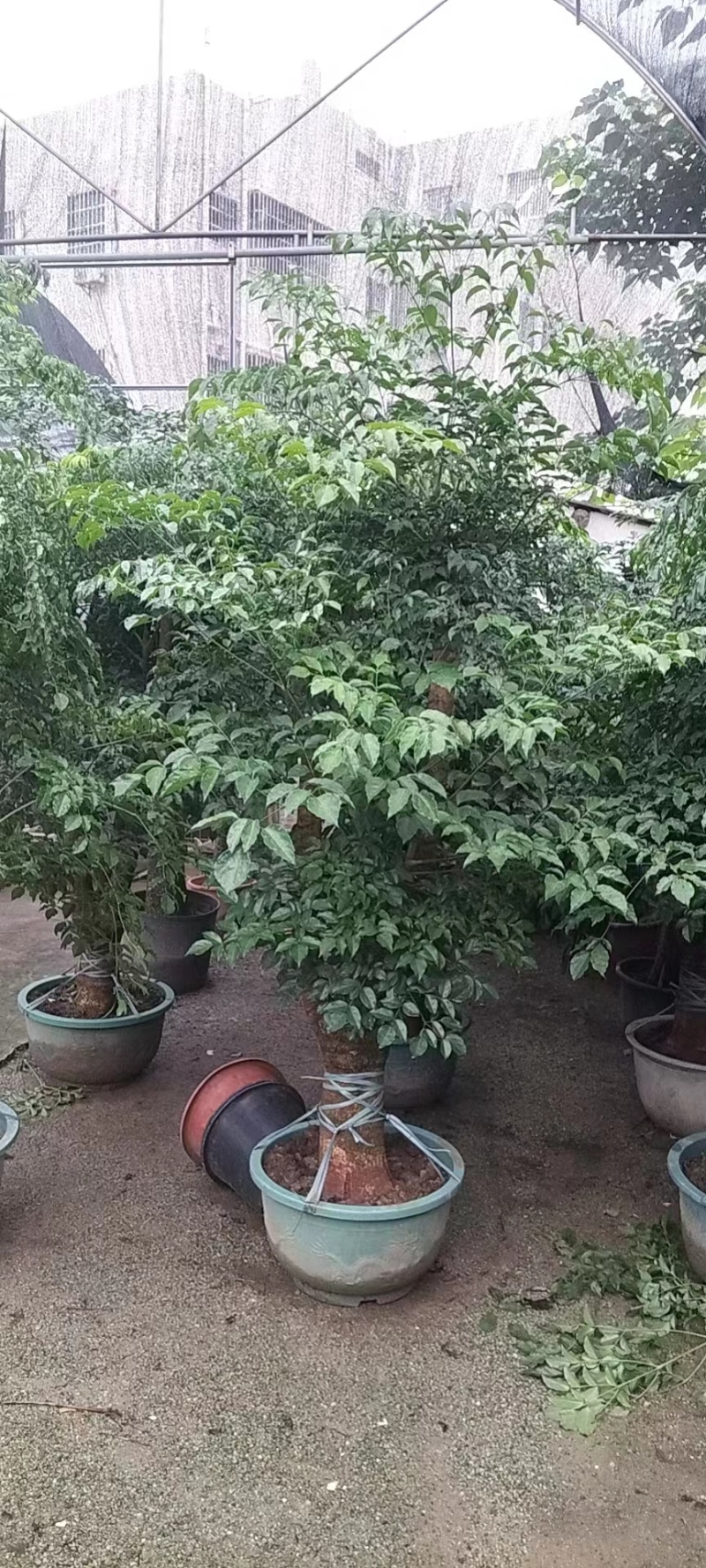 各种规格幸福树基地直销