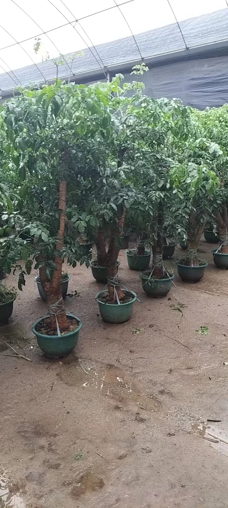 各种规格幸福树基地直销