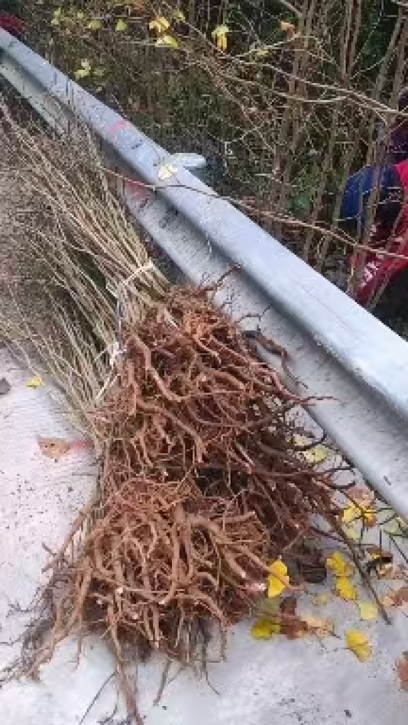 夏禹林苗木银杏小苗白果树小苗公孙果道路绿化苗