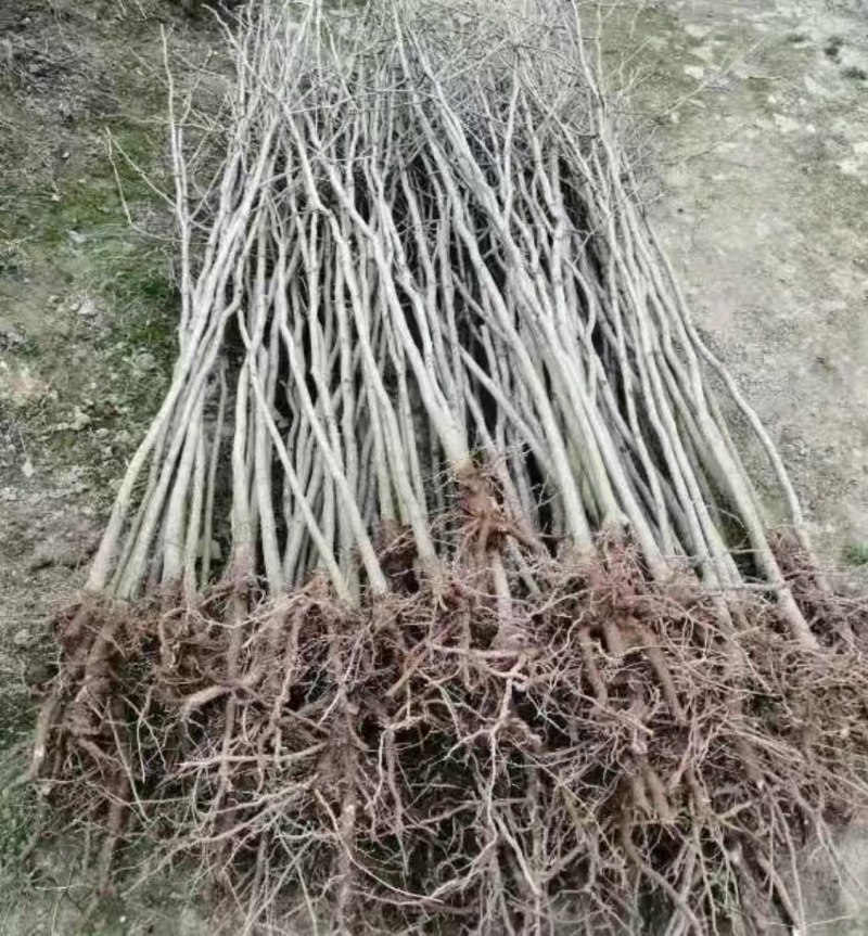 夏禹林苗木银杏小苗白果树小苗公孙果道路绿化苗