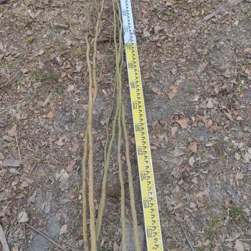 夏禹林苗木银杏小苗白果树小苗公孙果道路绿化苗
