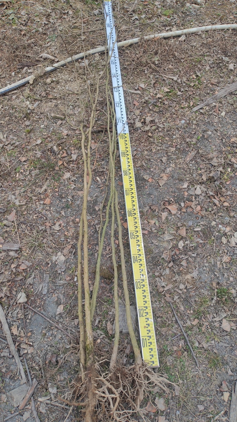 夏禹林苗木银杏小苗白果树小苗公孙果道路绿化苗