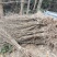 夏禹林苗木银杏小苗白果树小苗公孙果道路绿化苗