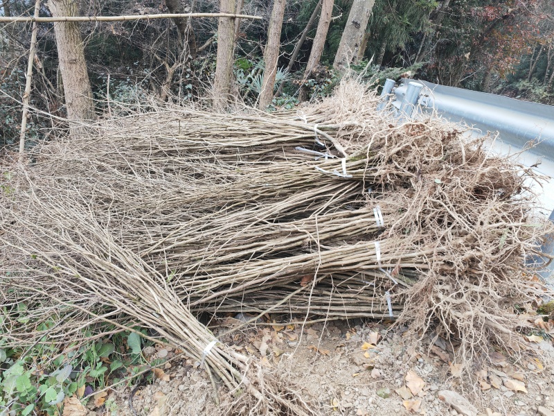 夏禹林苗木银杏小苗白果树小苗公孙果道路绿化苗