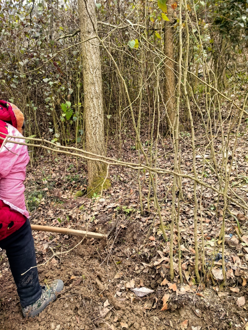 夏禹林苗木银杏小苗白果树小苗公孙果道路绿化苗