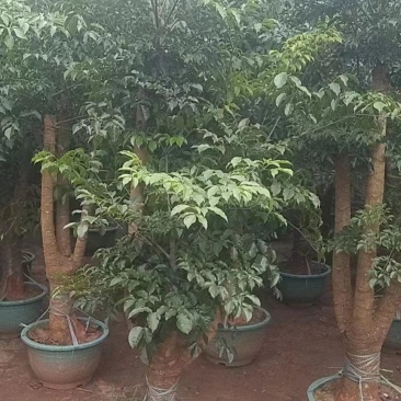 各种规格幸福树基地直销