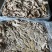 正宗纯干半熟《牛肠》大肠，小肠伞袋都是抛开去油量大从优