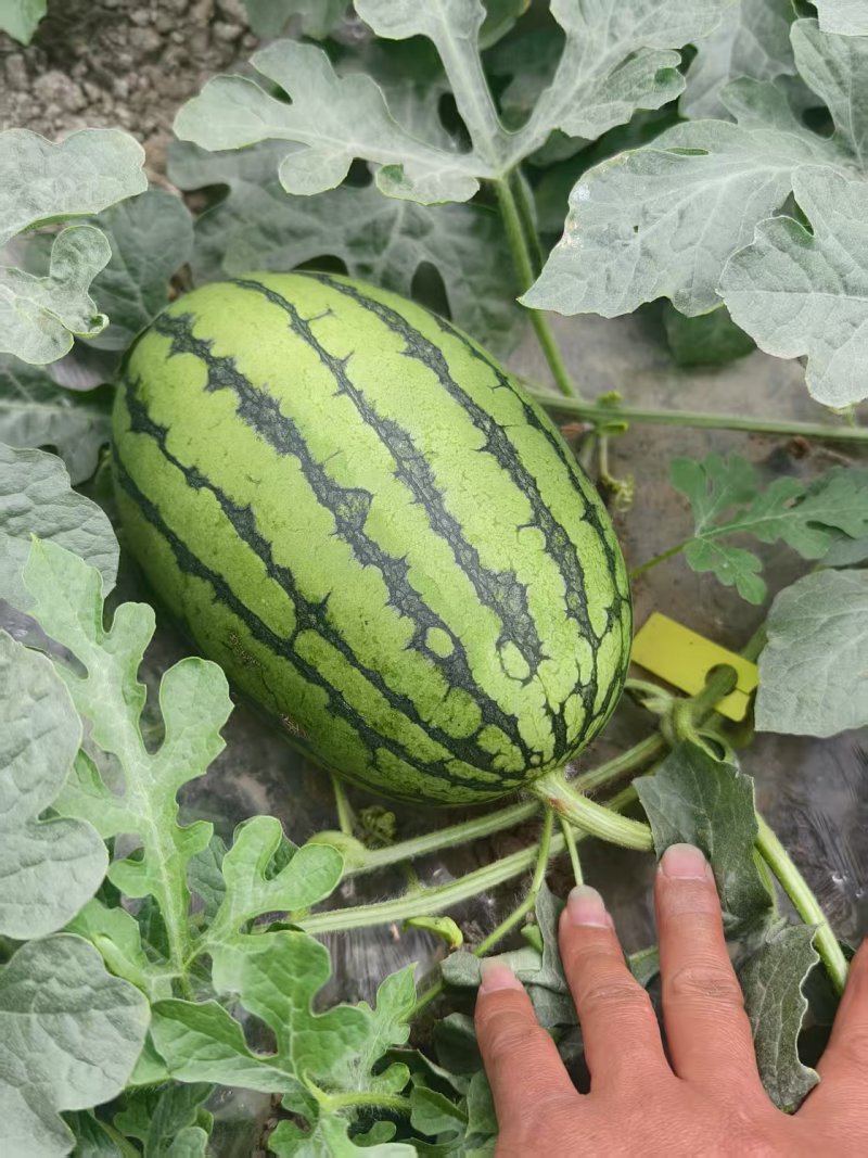 早春红玉出售，自家大棚种植的，有3万斤左右，糖度高，脆甜