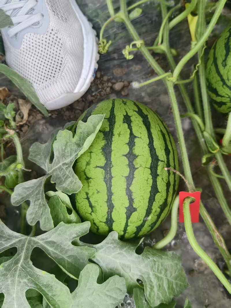 早春红玉出售，自家大棚种植的，有3万斤左右，糖度高，脆甜