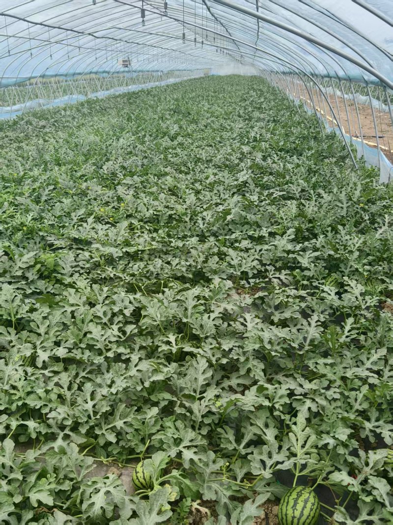 早春红玉出售，自家大棚种植的，有3万斤左右，糖度高，脆甜