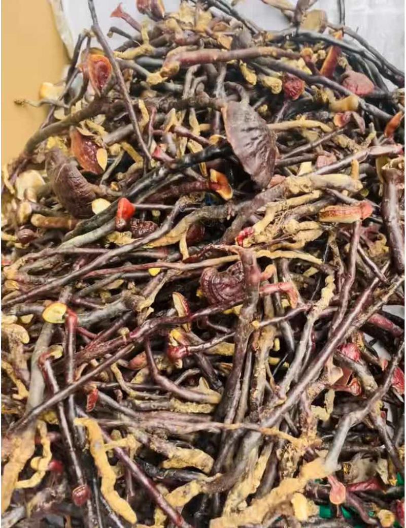 灵芝王长脚红灵芝小红灵芝苦一手货源稳定直供