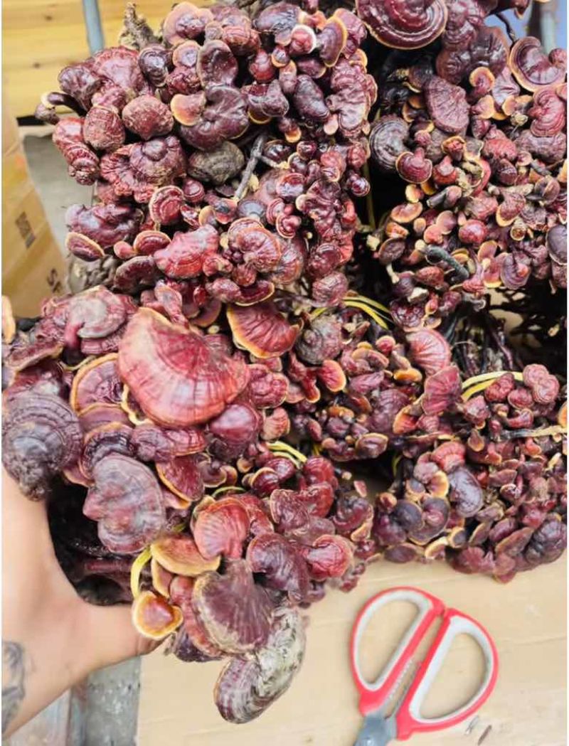 灵芝王长脚红灵芝小红灵芝苦一手货源稳定直供