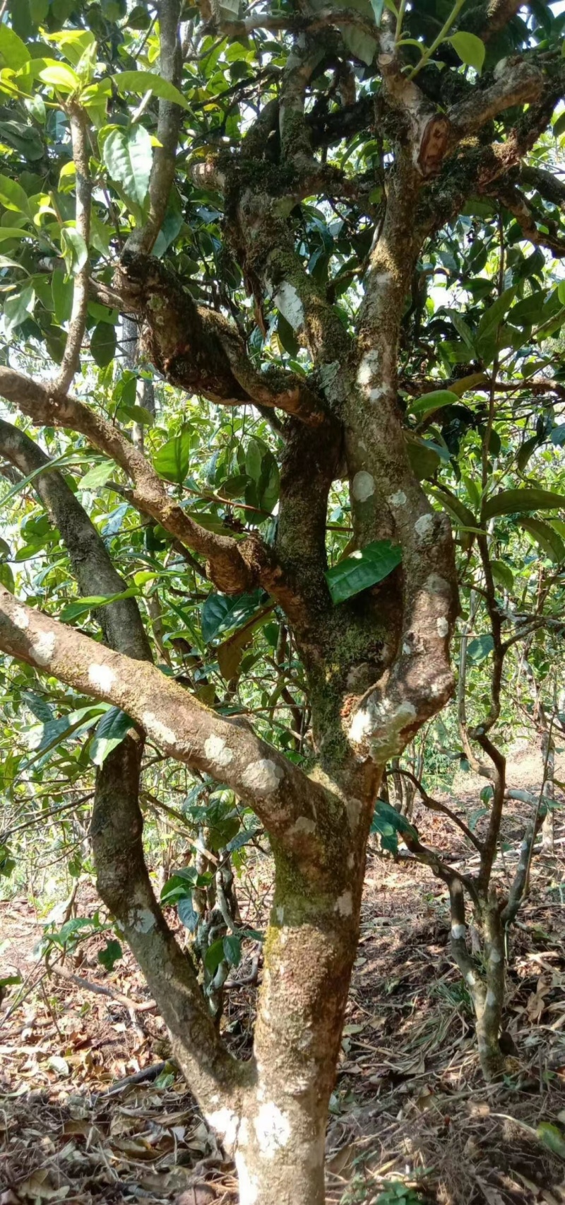 临沧普洱古树生茶茶农直销