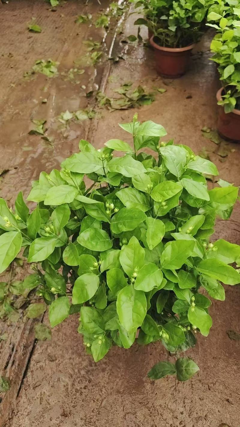 250盆茉莉花基地直销