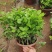 250盆茉莉花基地直销