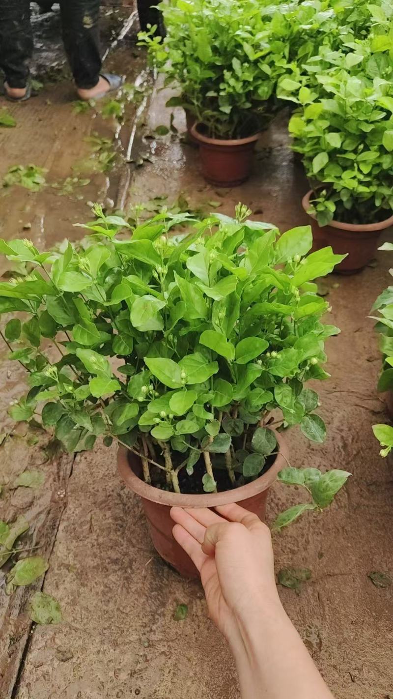 250盆茉莉花基地直销