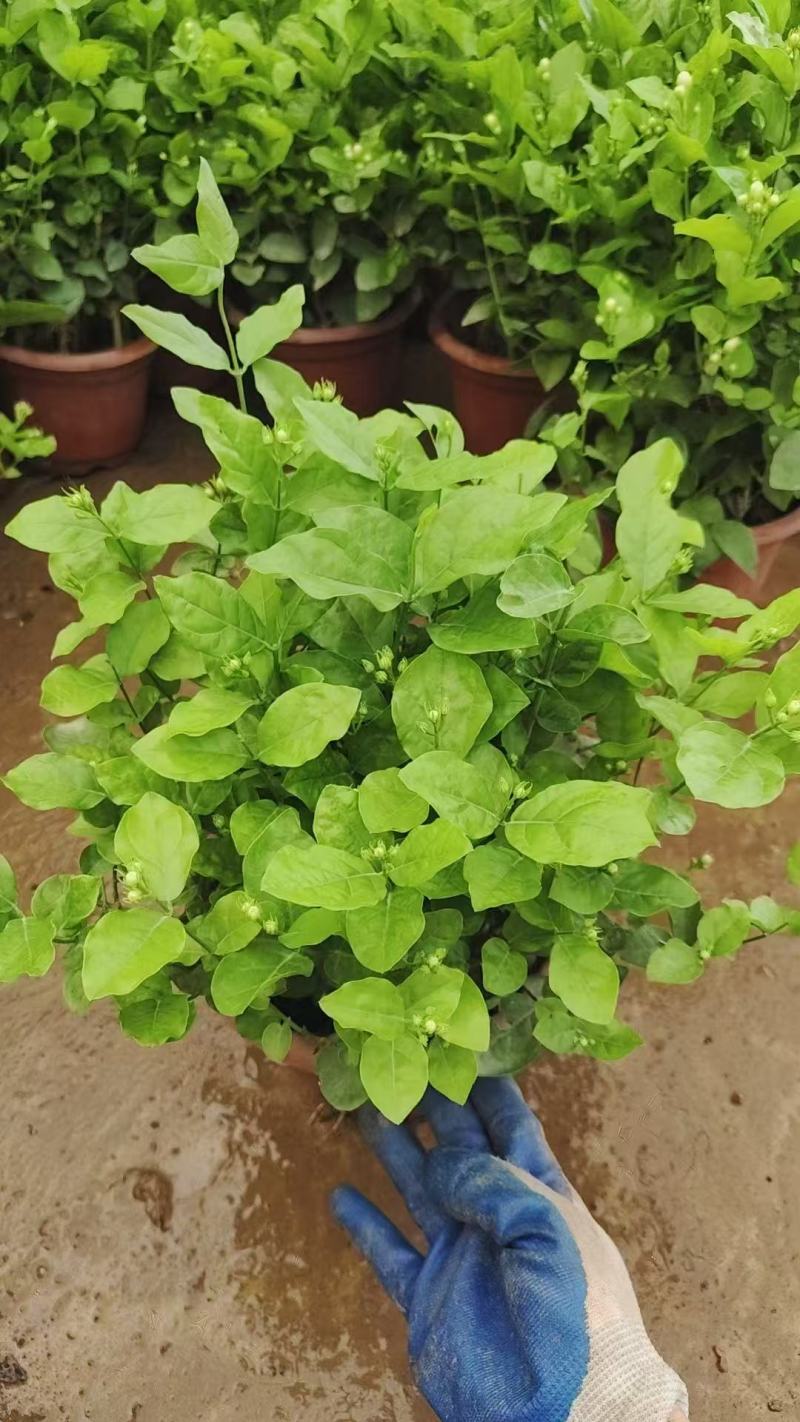 250盆茉莉花基地直销