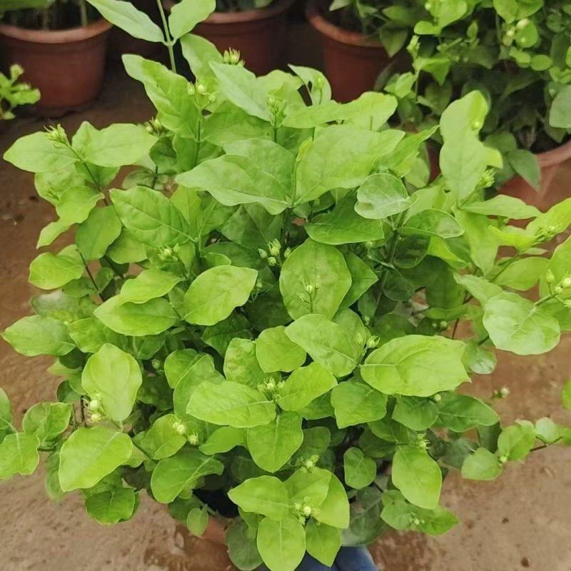 250盆茉莉花基地直销