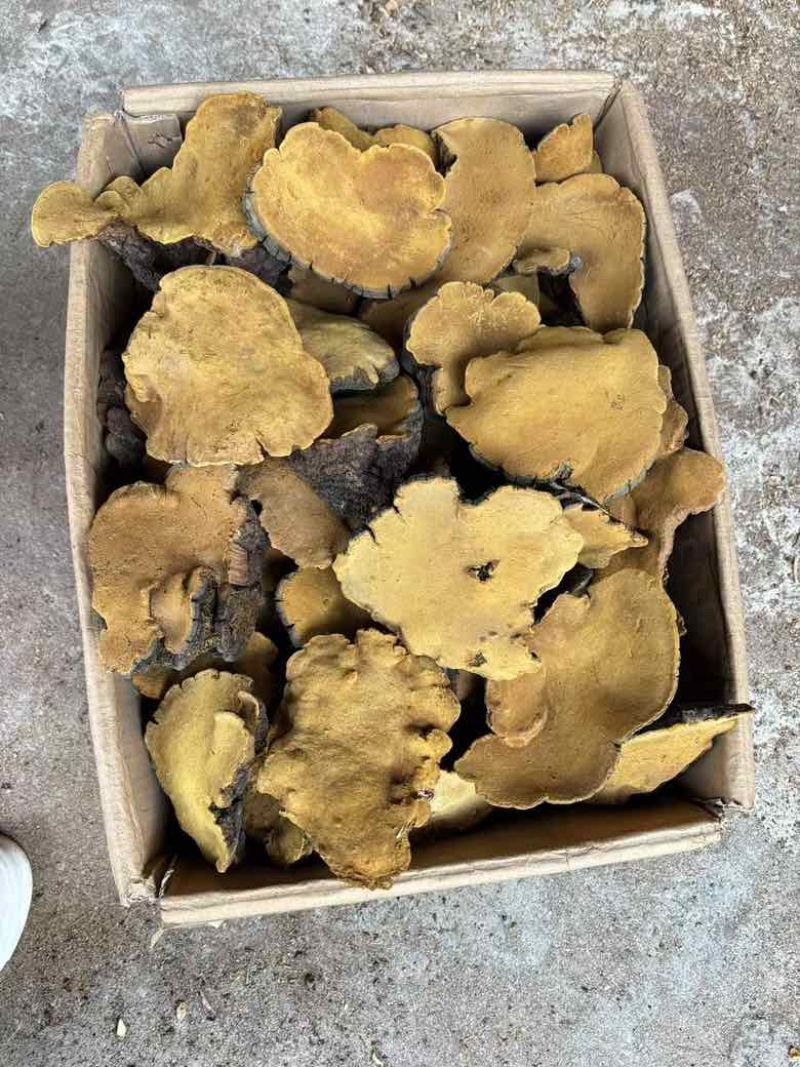 野生岩桑黄桑树桑黄野生桑黄各规格齐全一手货源