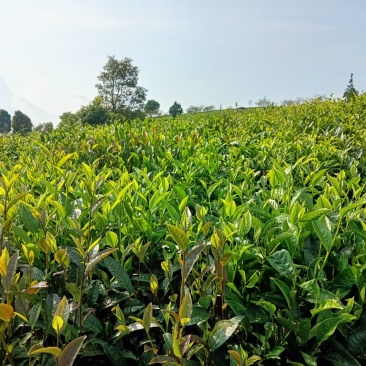 云南普洱茶，自己纯手工制作