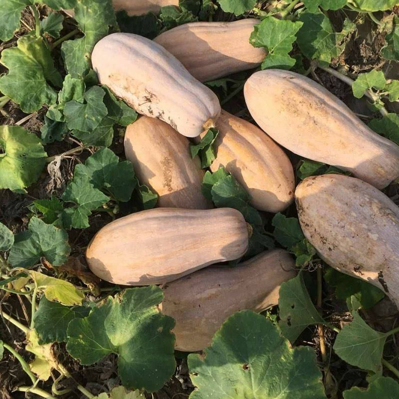 江蔬金牌大蜜本南瓜种子大田种植成熟果深黄色味甜高产耐贮运