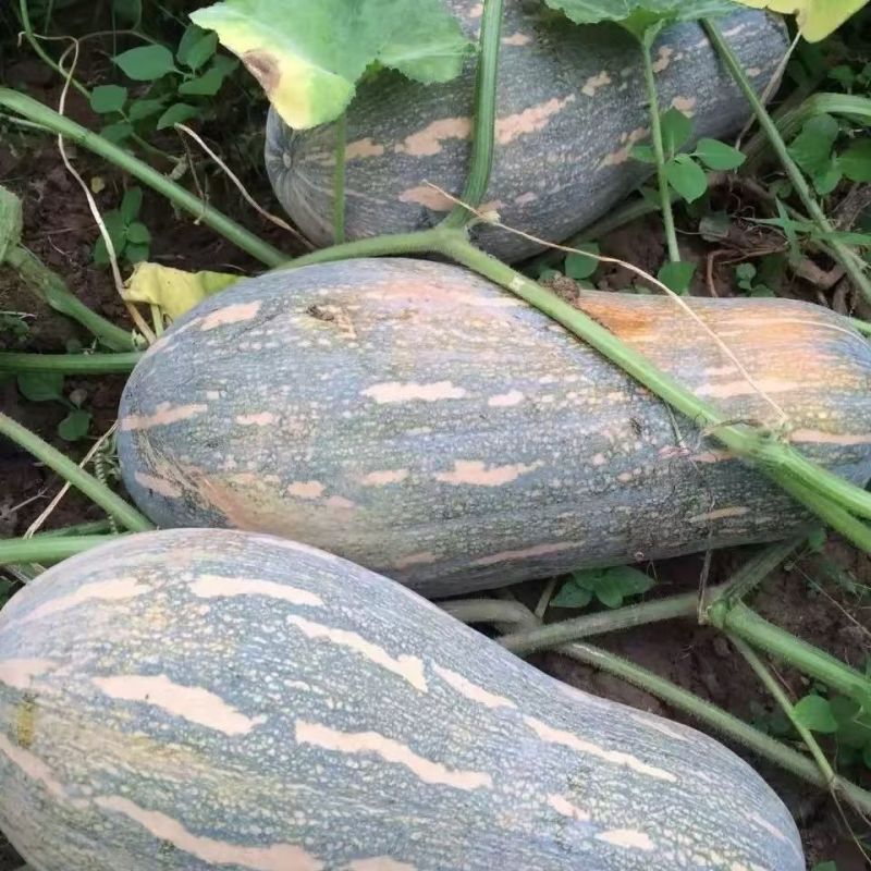 江蔬金牌大蜜本南瓜种子大田种植成熟果深黄色味甜高产耐贮运