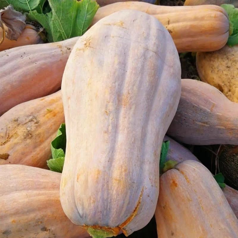 江蔬金牌大蜜本南瓜种子大田种植成熟果深黄色味甜高产耐贮运
