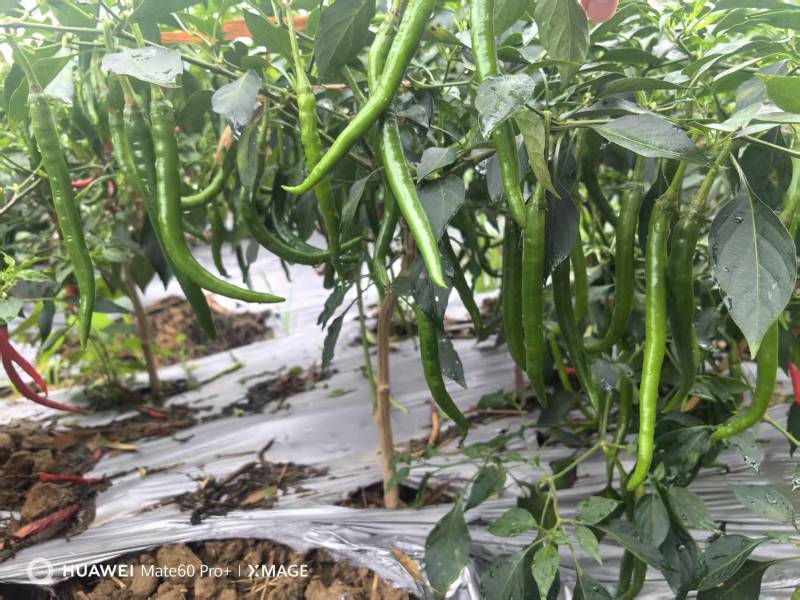 广西3号线椒青红都有，市场工厂电商，大量有货，软皮八号
