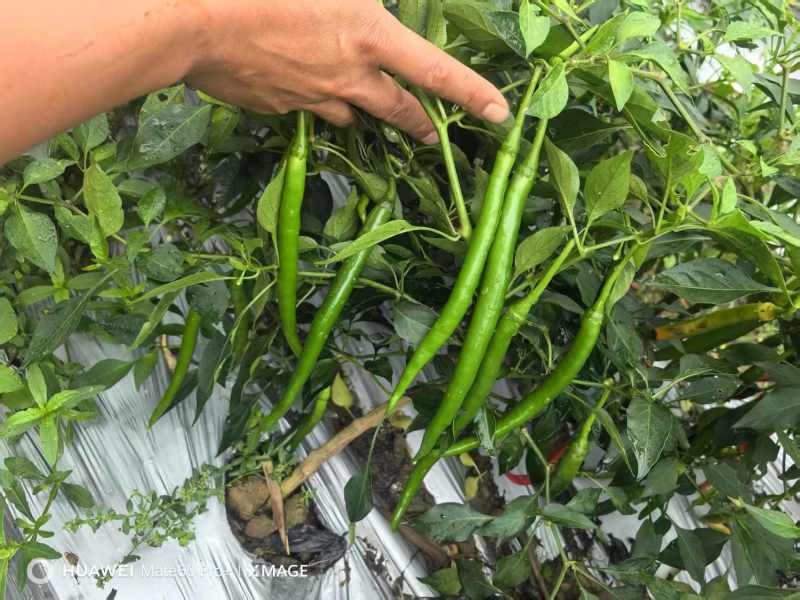 广西3号线椒青红都有，市场工厂电商，大量有货，软皮八号