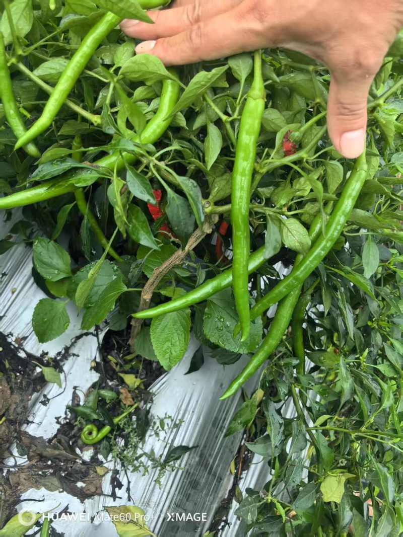 广西3号线椒青红都有，市场工厂电商，大量有货，软皮八号