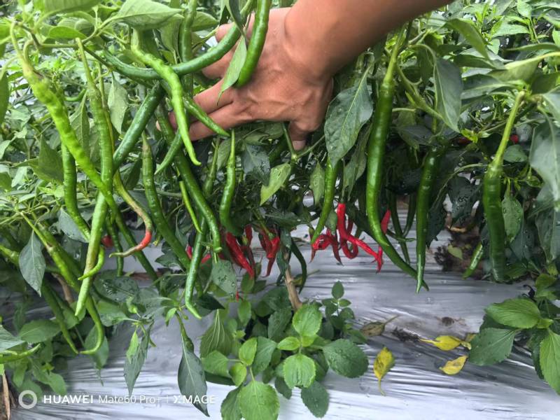 广西3号线椒青红都有，市场工厂电商，大量有货，软皮八号