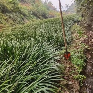 大叶红根石菖蒲种苗，要需要的欢迎来骚扰